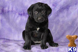 Labrador Retriever Puppies for Sale